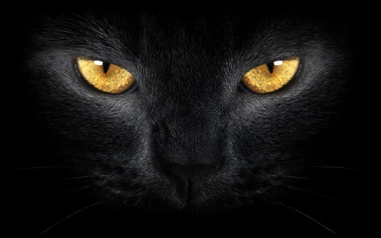 cat-eyes-1.jpg
