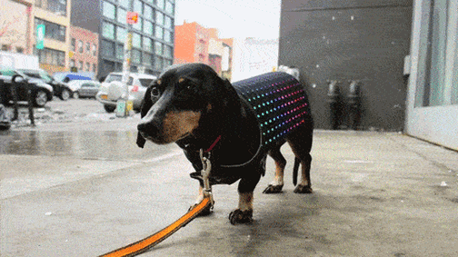 Dog connected IoT | Avantra