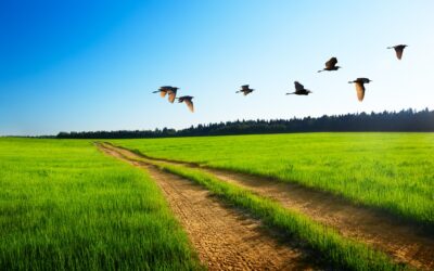 ASUG &amp; Avantra mega trends in SAP operations