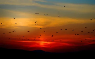 The comprehensive guide to HANA migration